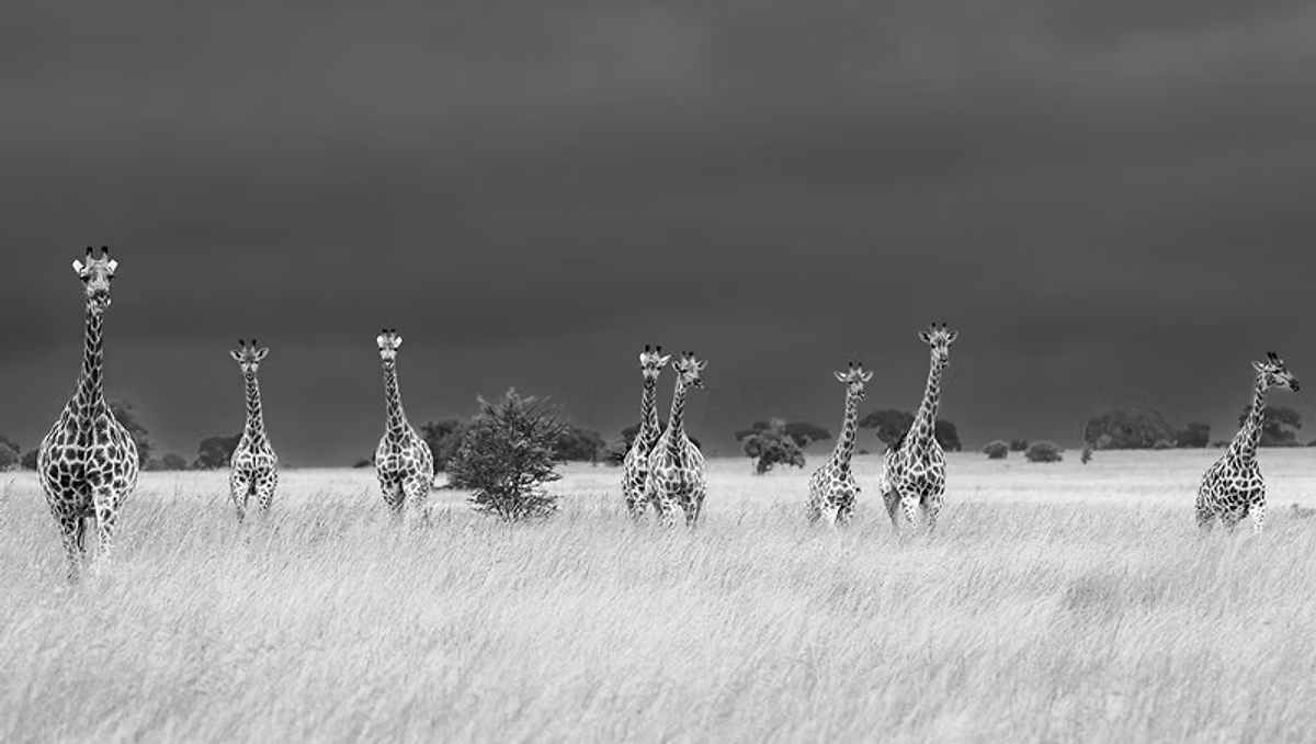 African safari: Giraffes stand tall in the grassland, photo safari in black and white.
