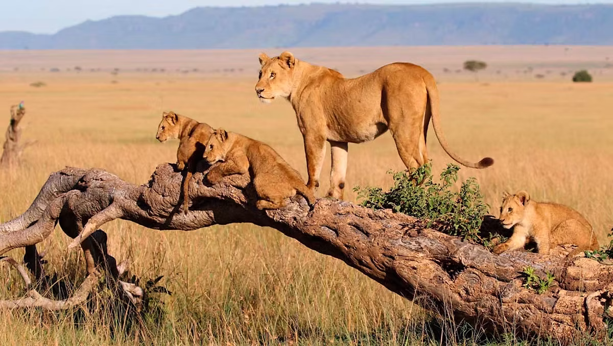 Lioness with cubs on a fallen tree, African safari photo.