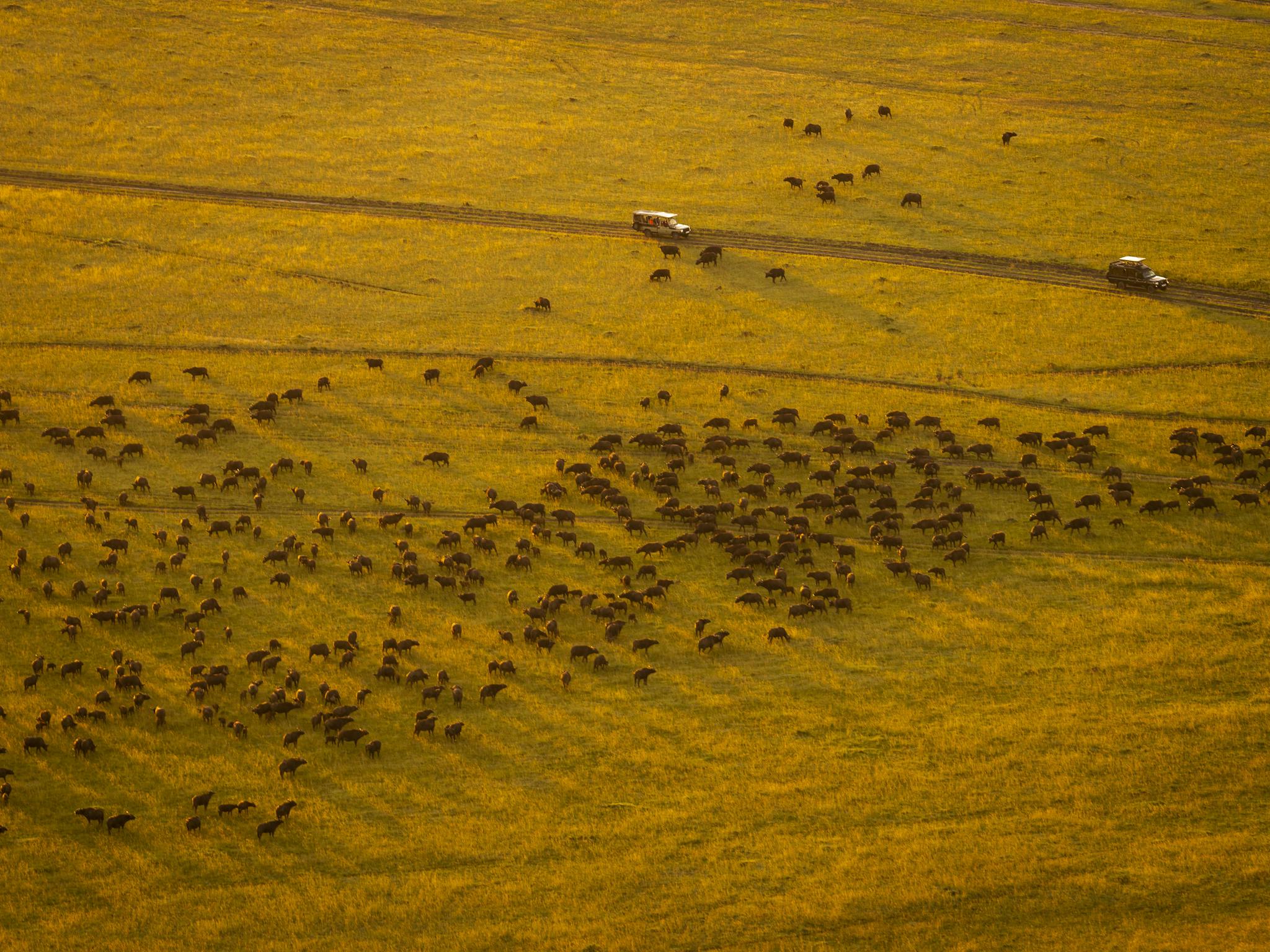 Stunning aerial shot of wildebeest migration in Maasai Mara during golden hour.