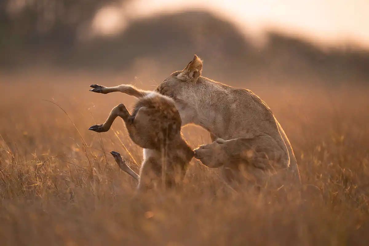 Lioness hunting prey on an African safari. Photo safari by Andrew Macdonald, professional photographer.