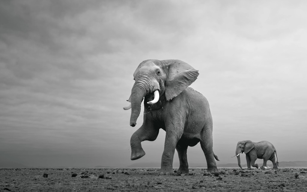 African safari photo of elephants in black and white by professional photographer Andrew Macdonald.