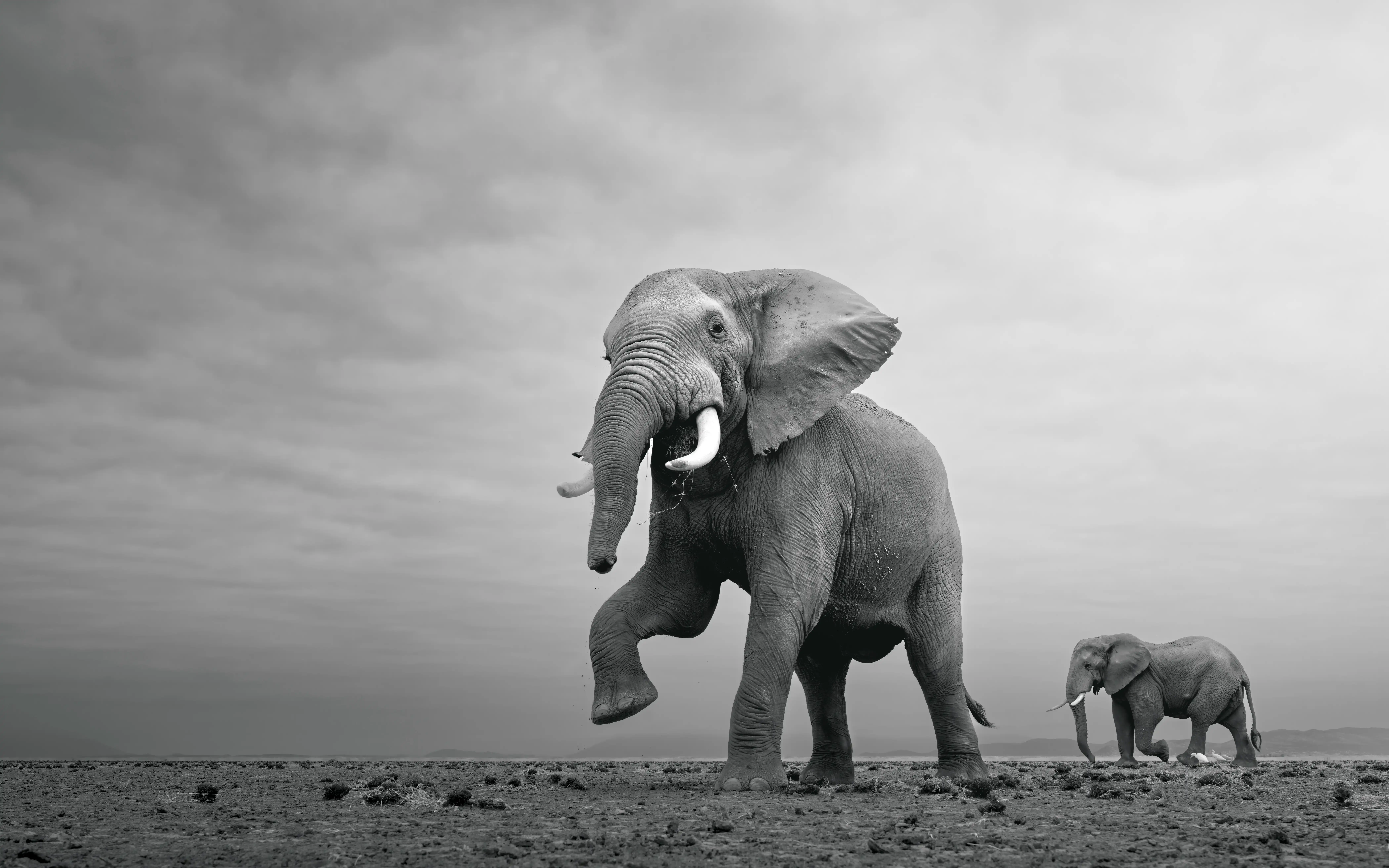 African safari photo of elephants in black and white by professional photographer Andrew Macdonald.