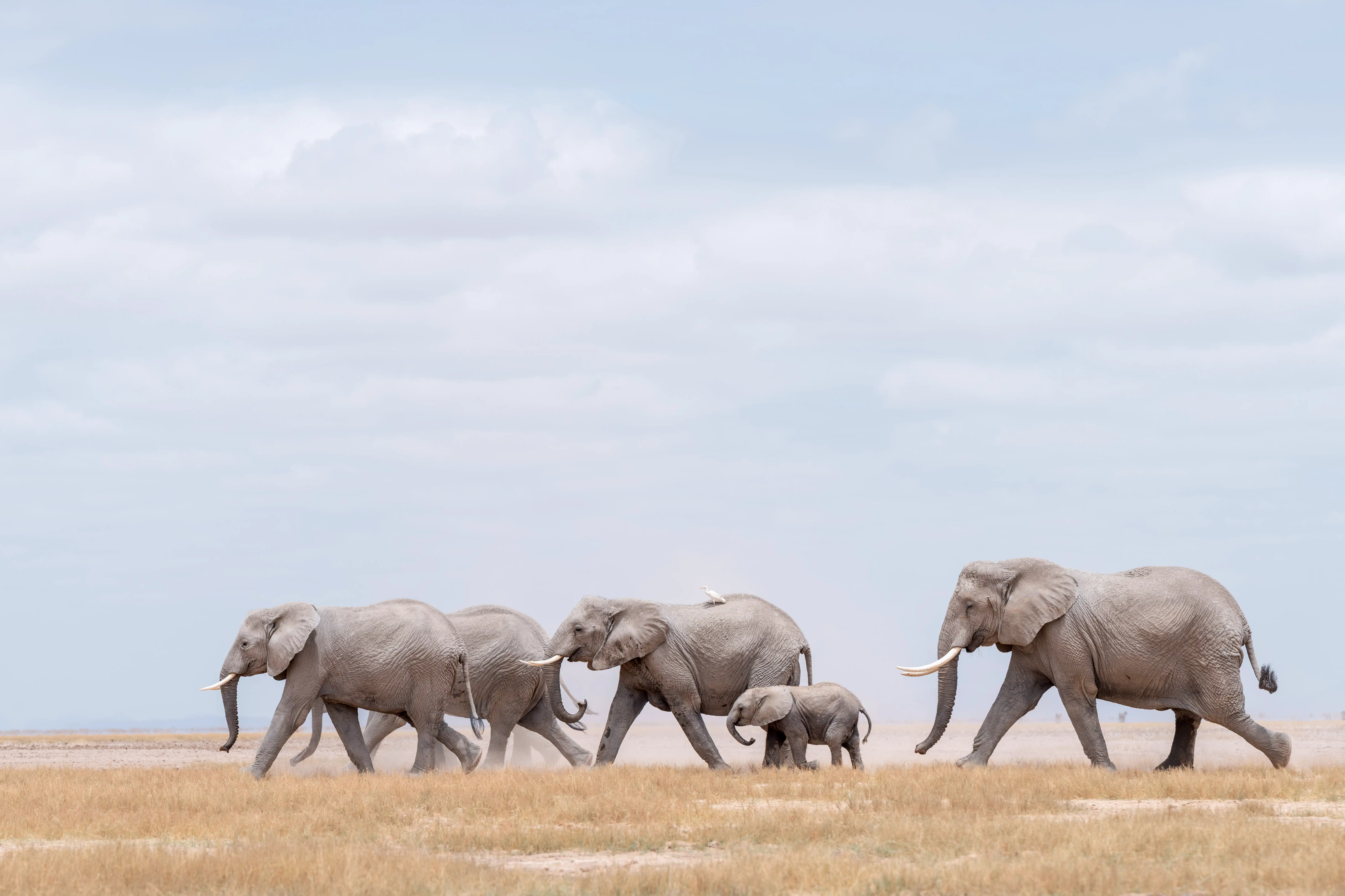 African safari: Herd of elephants, including a baby, walking across the plains. Photo safari by Andrew Macdonald.