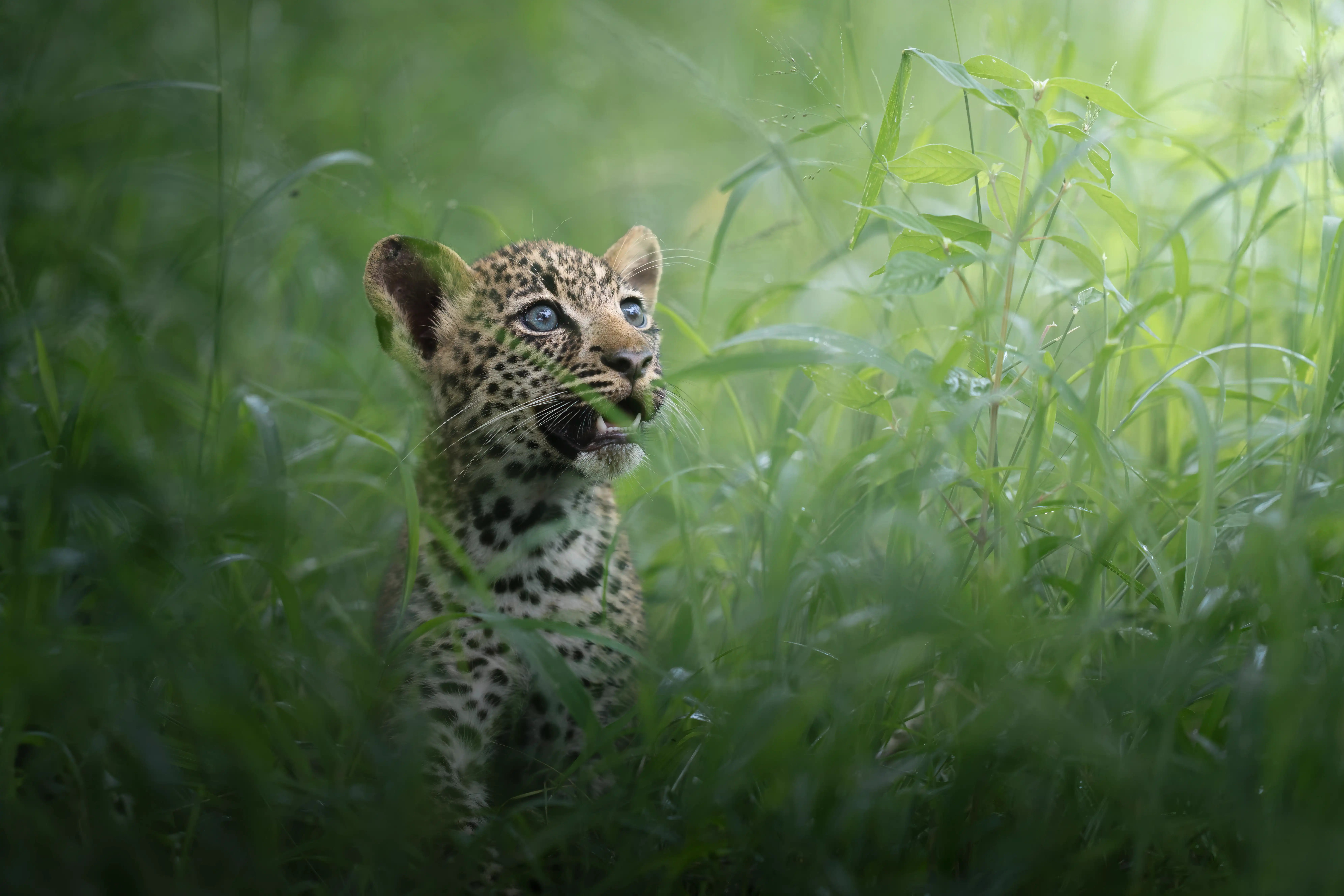 Andrew Macdonald, professional photographer, on African photo safari with large telephoto lens.