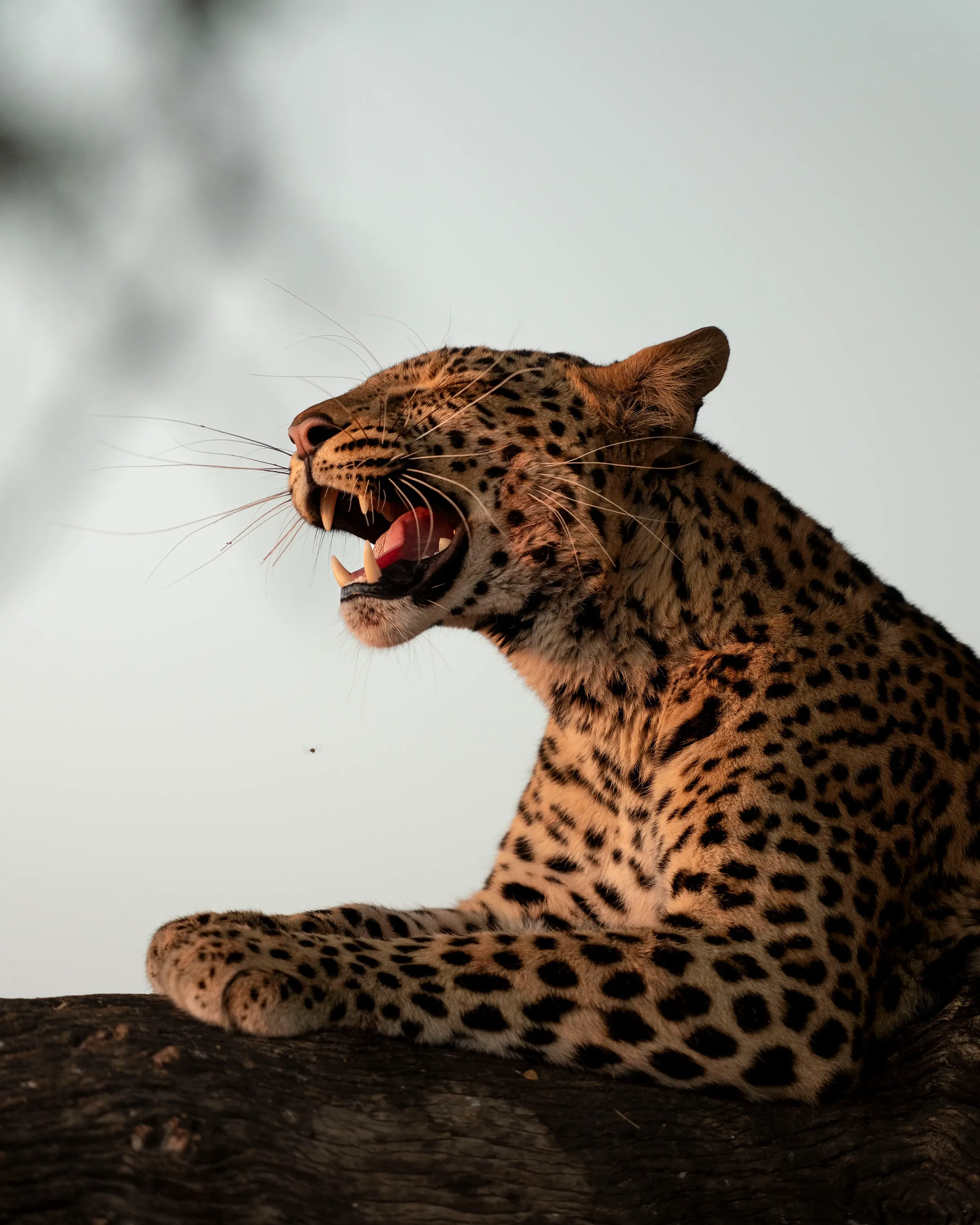African safari: Leopard yawns, showing teeth. Photo safari wildlife shot.