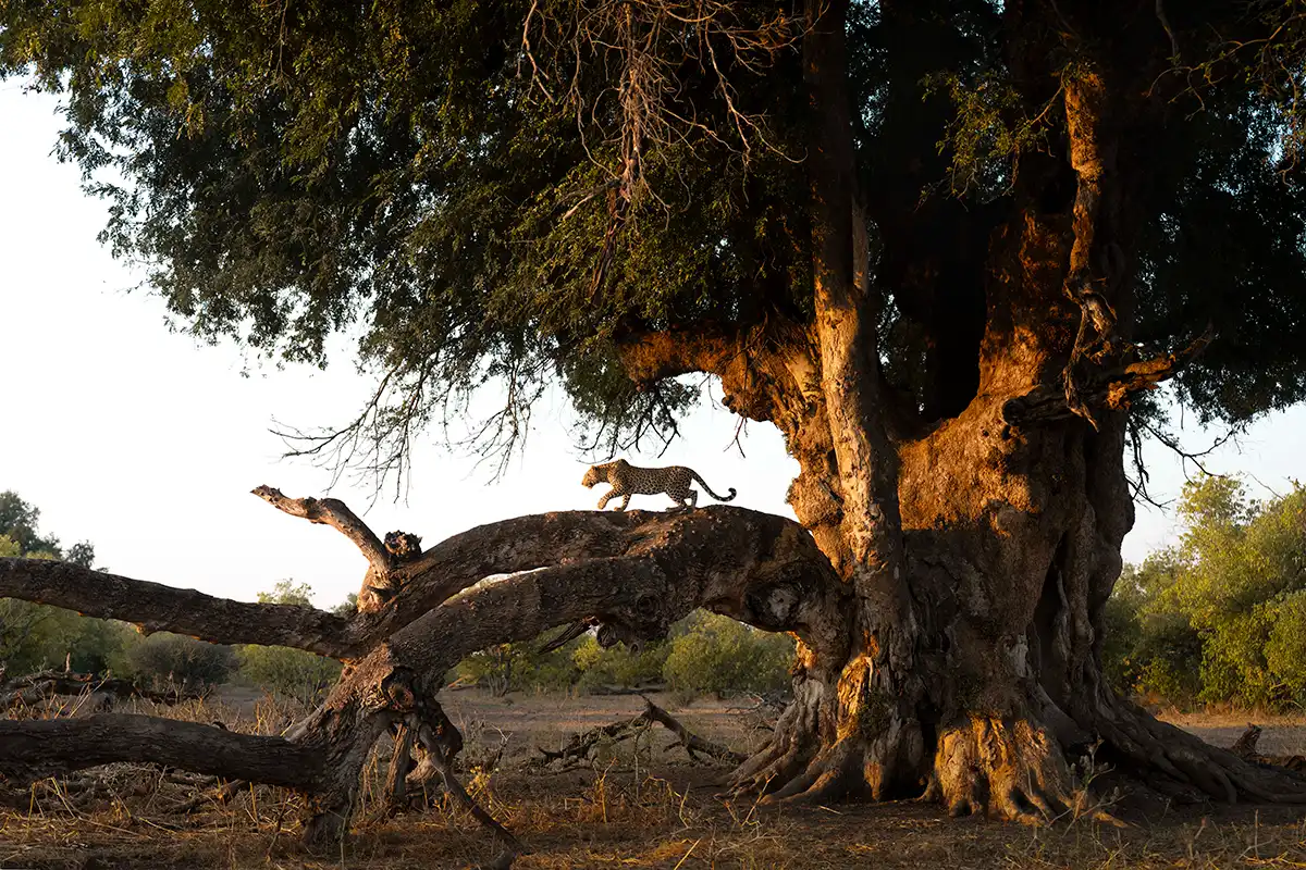 Leopard on a tree branch during an African photo safari.