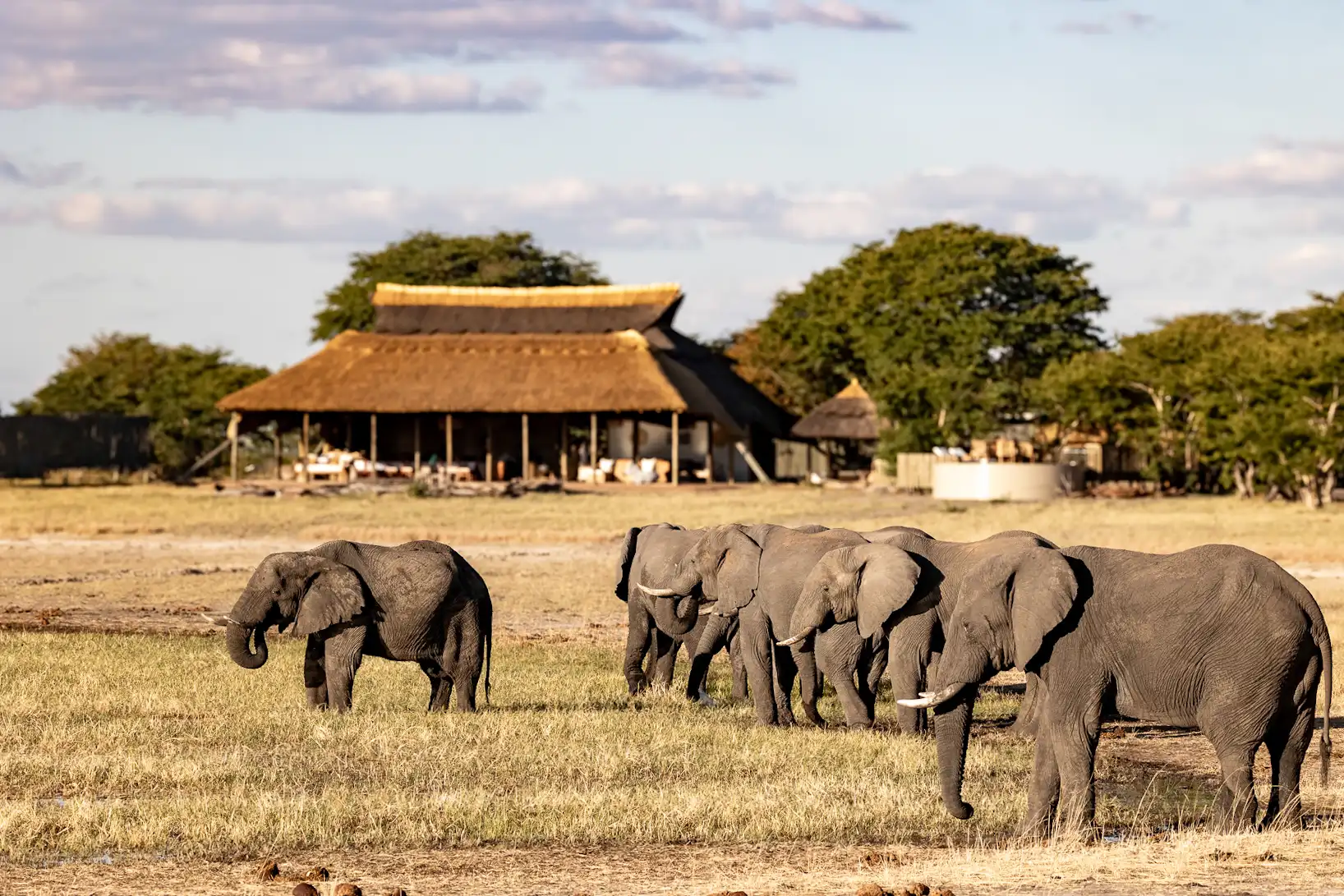 Elephants near Camp Hwange, Zimbabwe, on African photo safari. Wildlife and thatched lodge in Hwange National Park.