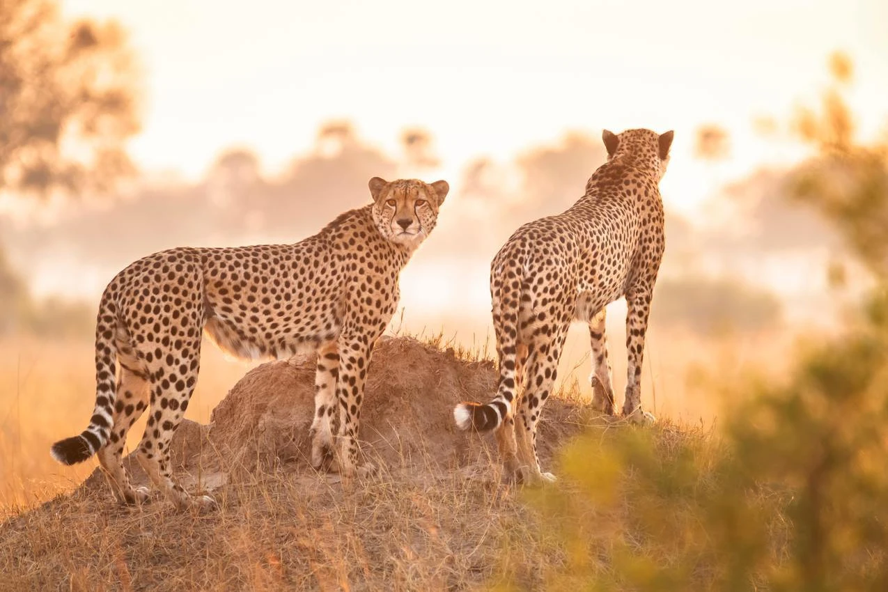 Two cheetahs on a mound during an African safari. Photo safari in golden light.
