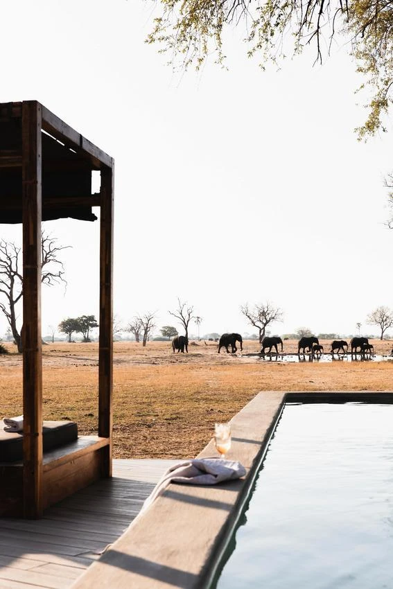 African safari photo: Elephants drinking at watering hole seen from luxury lodge pool.
