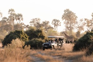 Safari jeep on an African photo safari with a giraffe in the background. Bush and palm trees.