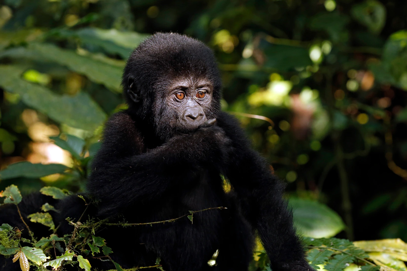 Young gorilla in Uganda, part of a Uganda photo safari. African safari adventure.
