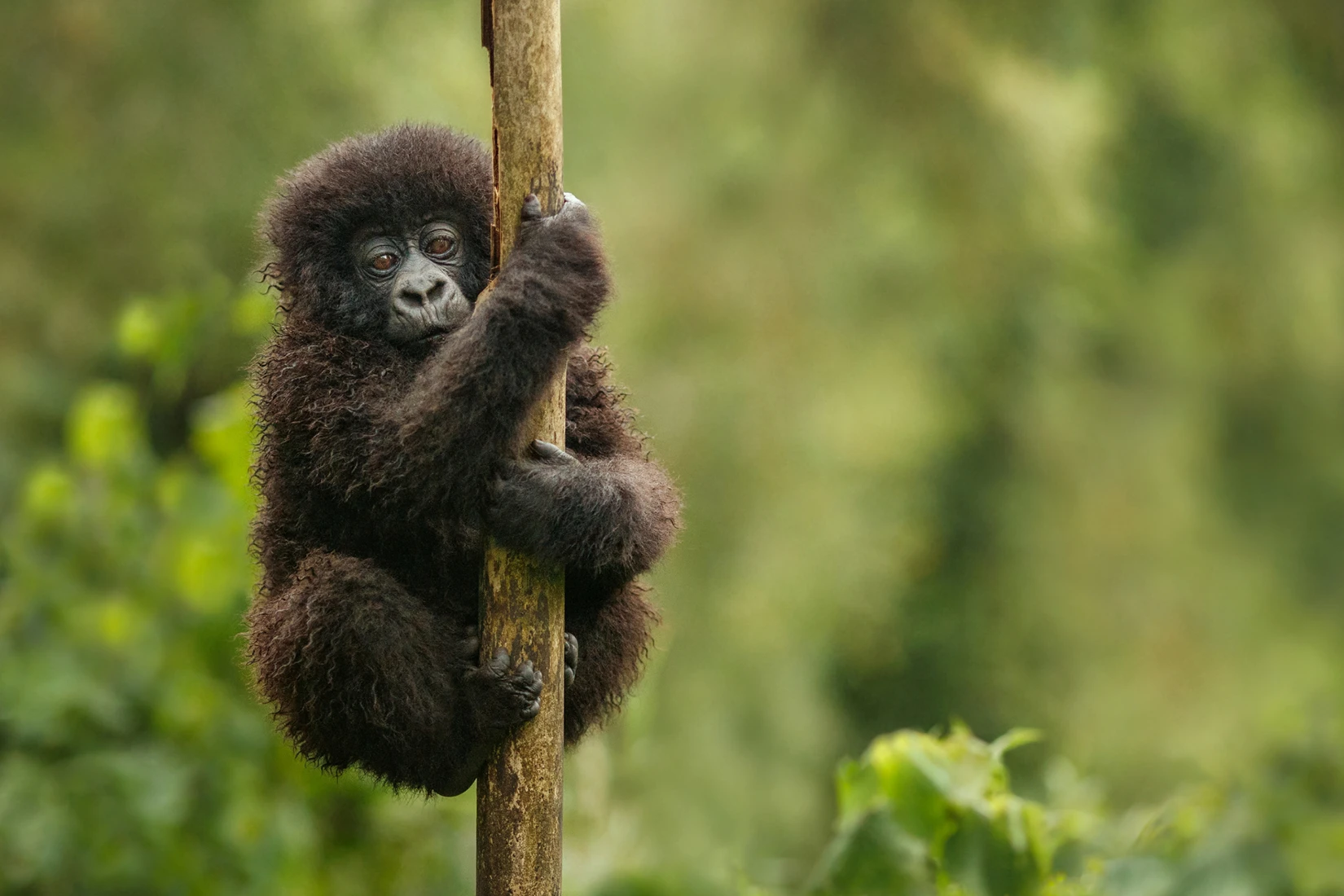 Baby gorilla clinging to a tree branch during a Uganda photo safari. African safari adventure.