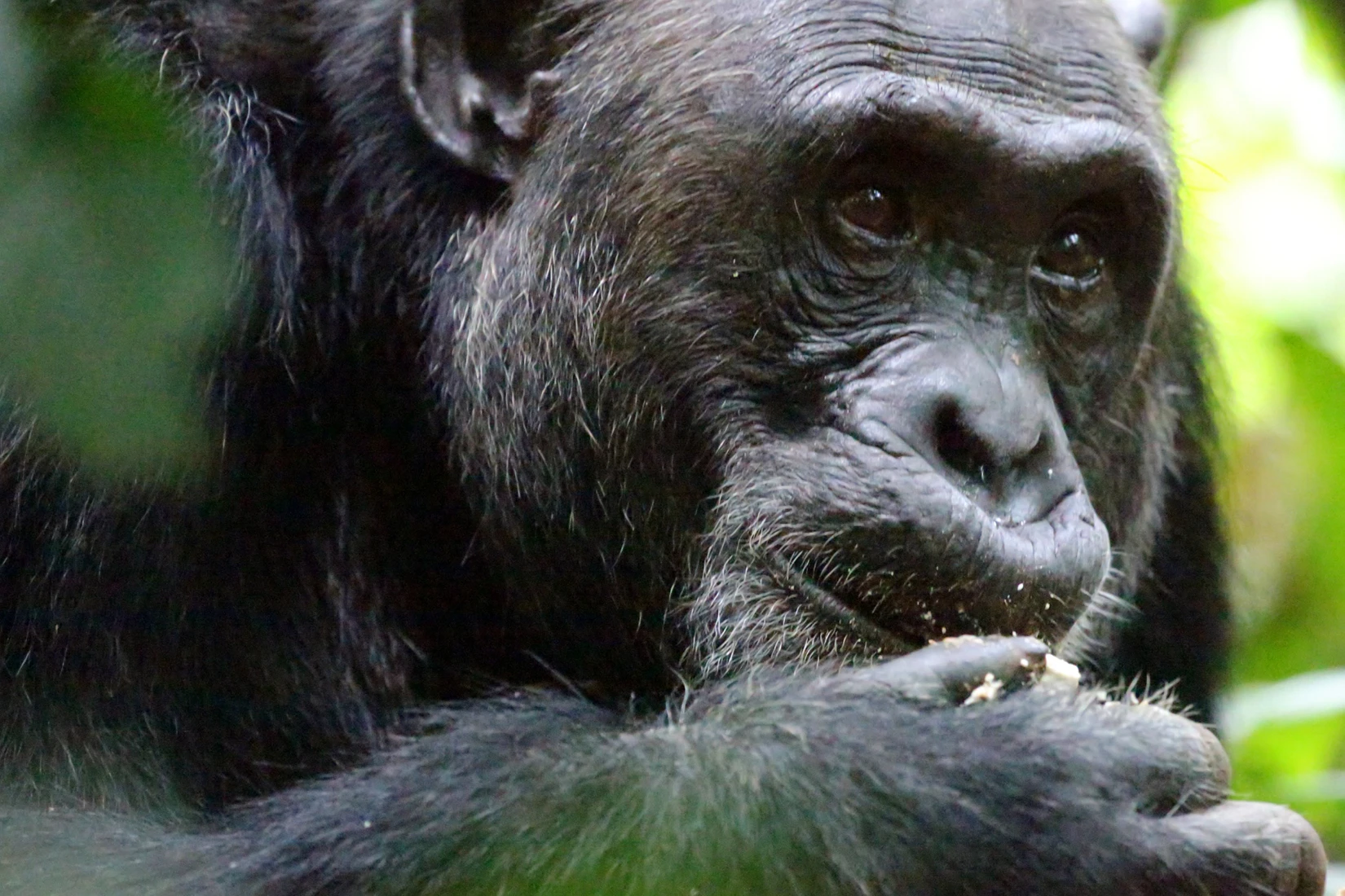Chimpanzee portrait, part of a Uganda photo safari. African safari wildlife.