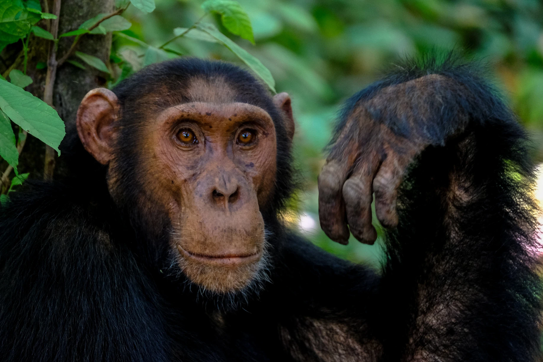 Chimpanzee portrait, Uganda photo safari. An African safari wildlife image.