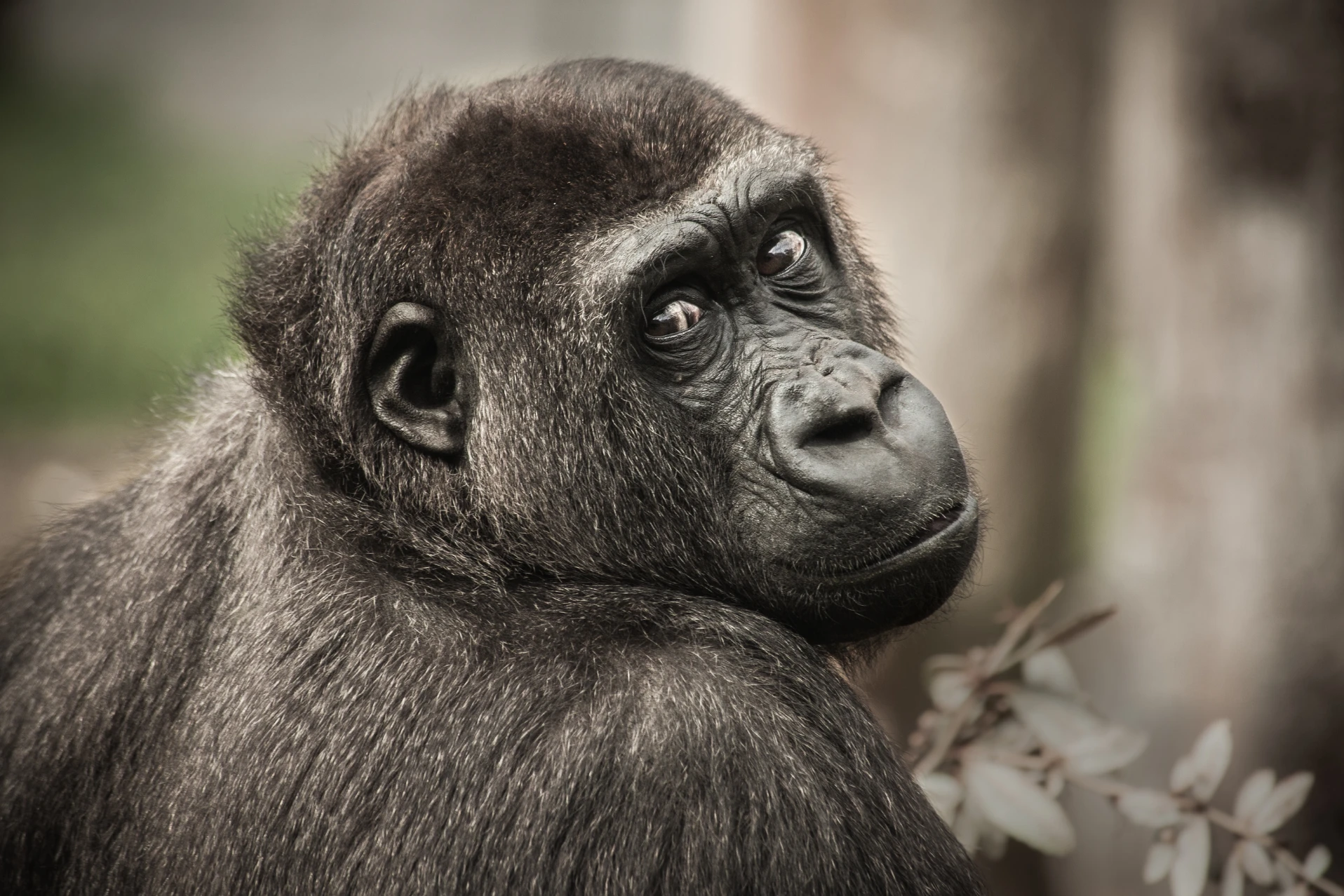 Gorilla portrait, Uganda photo safari. Wildlife on African safari.