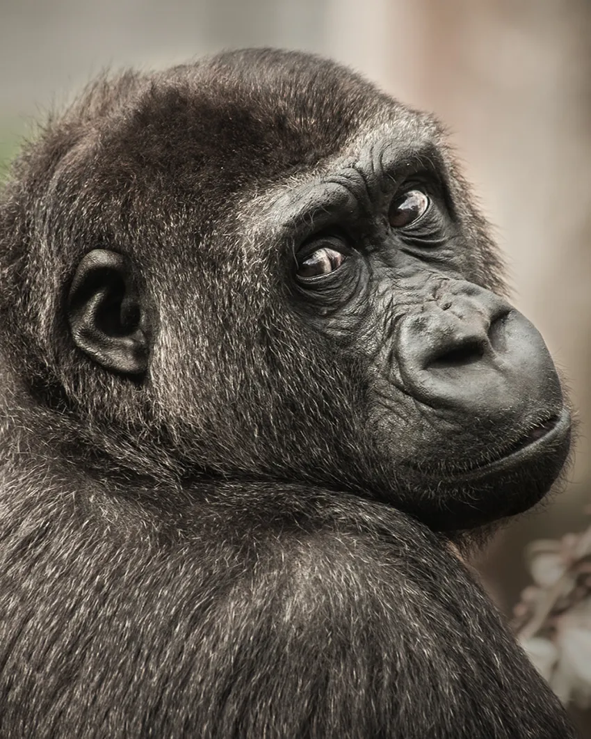 Thoughtful gorilla portrait, Uganda photo safari. African safari.