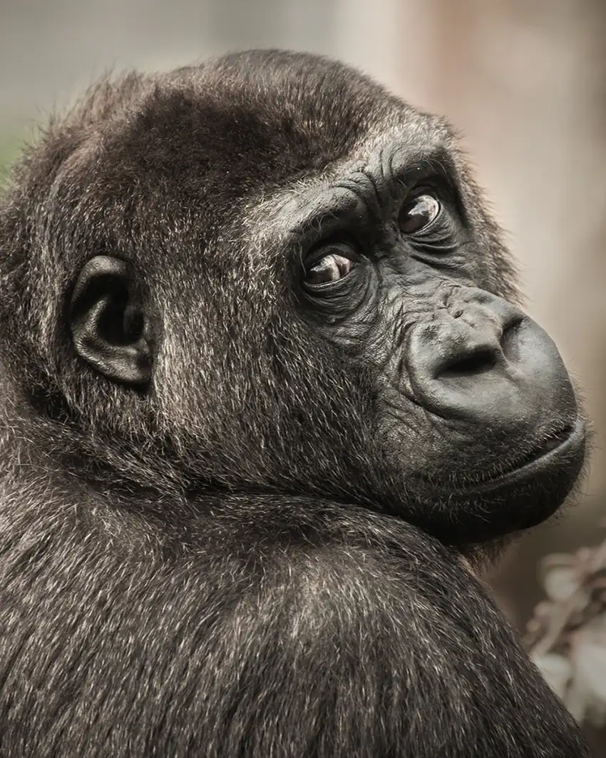 Thoughtful gorilla during an African photo safari in Uganda. Bwindi, Kibale