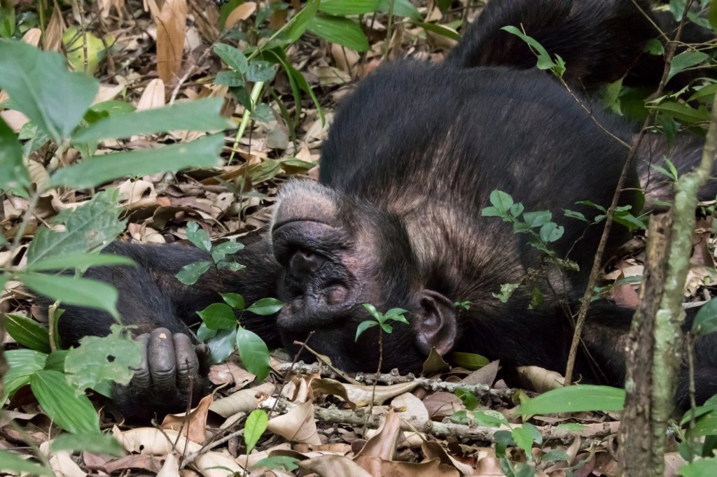 Sleeping chimpanzee during Uganda photo safari. African safari wildlife.