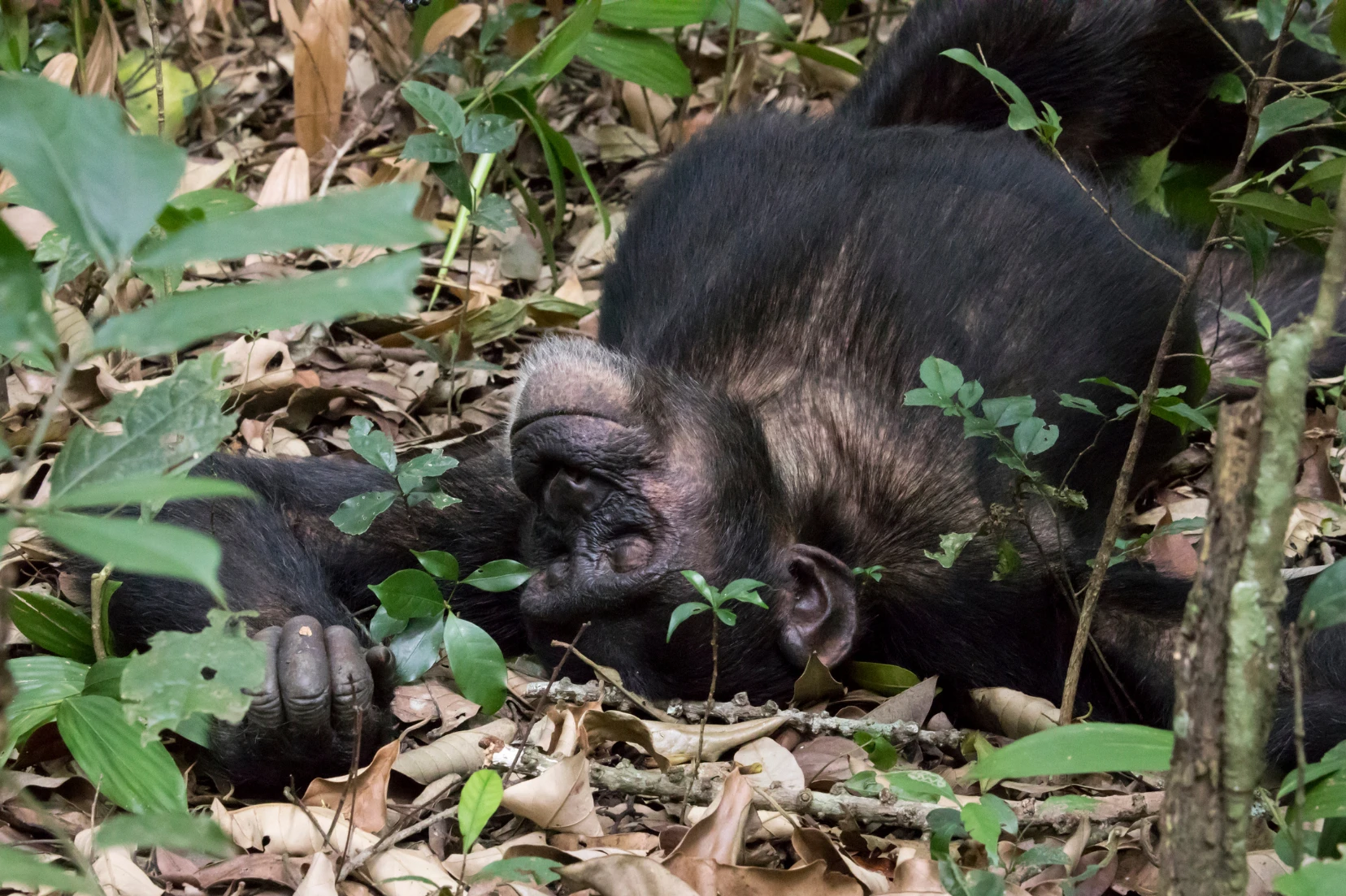 Sleeping chimpanzee during Uganda photo safari. African safari wildlife.