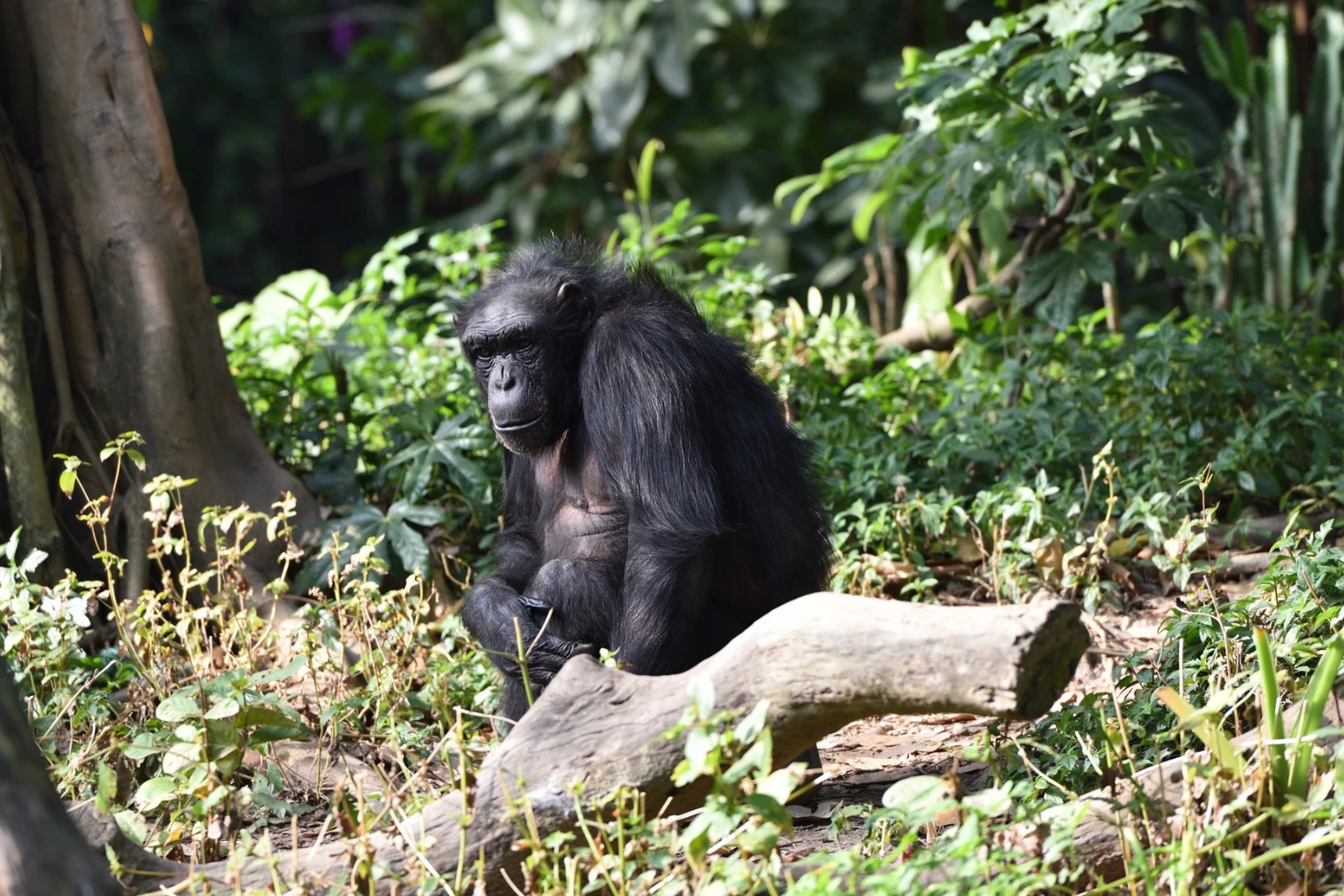 Chimpanzee in Uganda during an african photo safari. Uganda photo safari.
