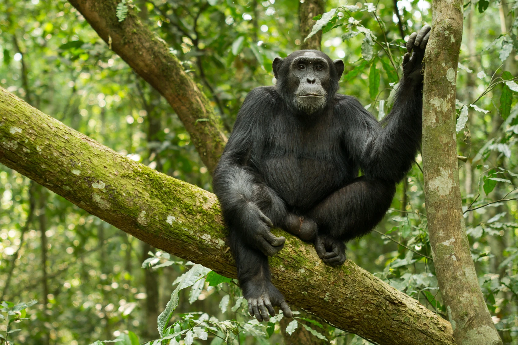 Chimpanzee relaxes on a tree branch during an Uganda photo safari. African safari.