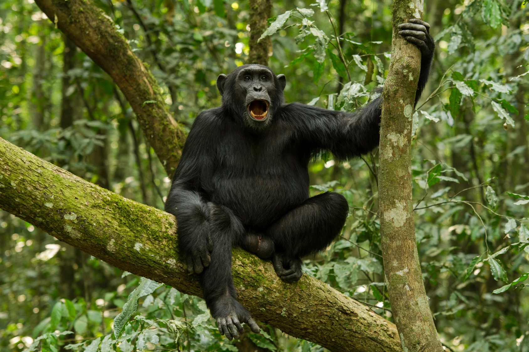 Chimpanzee yells from a tree during an Uganda photo safari on an African safari.