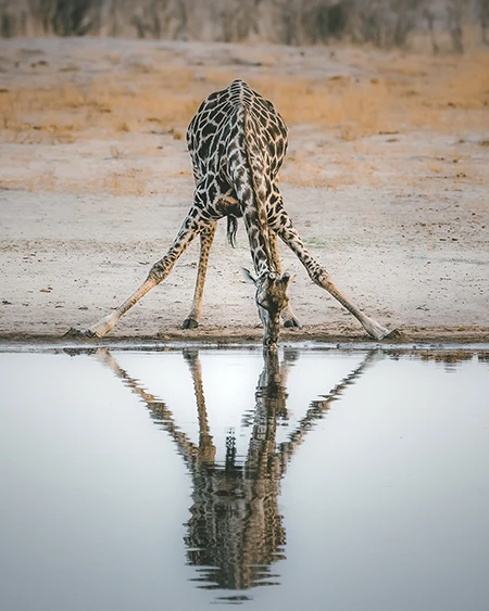 Giraffe drinking water at a waterhole in an African safari, in South Luangwa Zambia, reflected in the water. Photo safari. Photo by Eric Van Staden - Photo Safari Company
