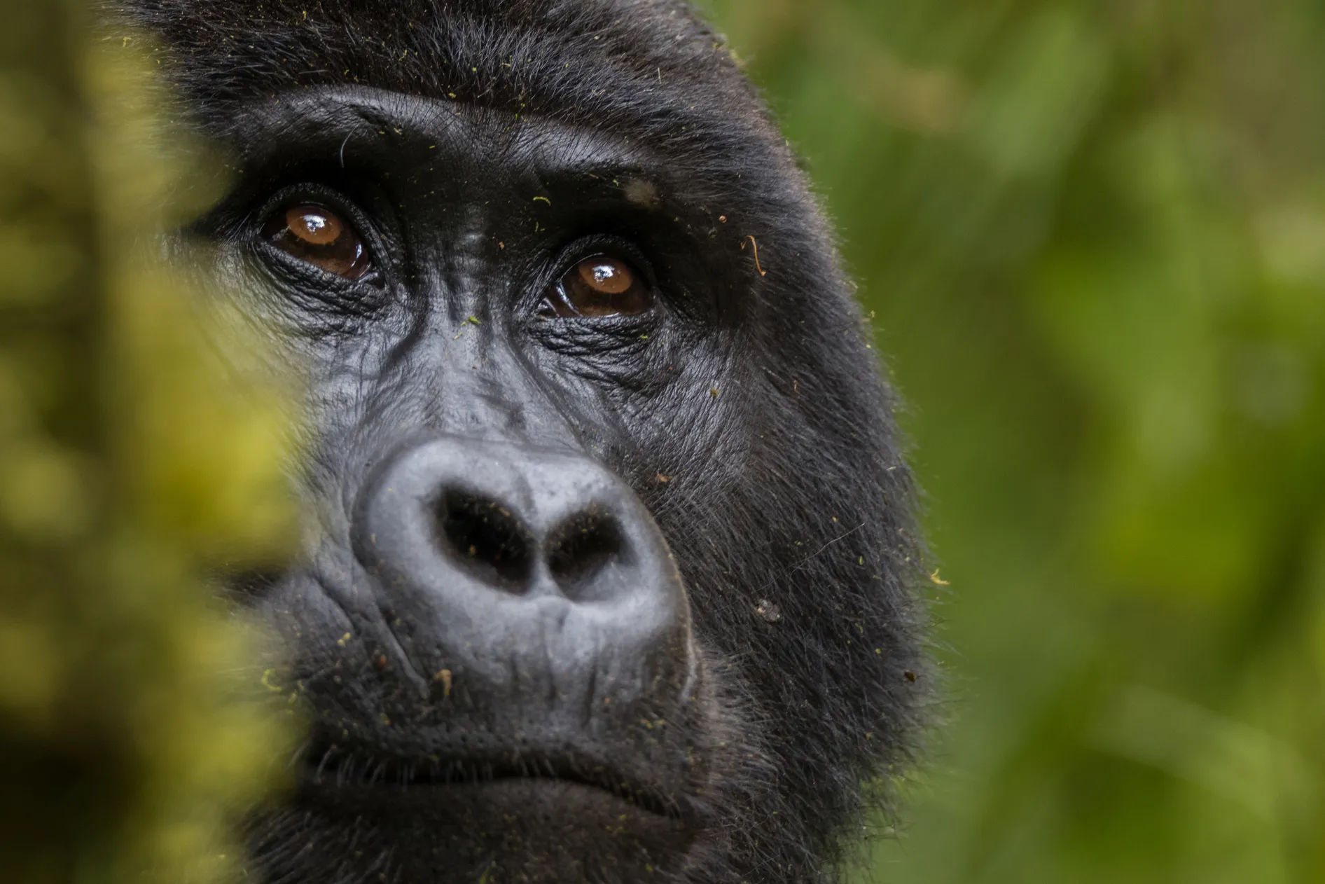 Close-up of a mountain gorilla's face during an Uganda photo safari.