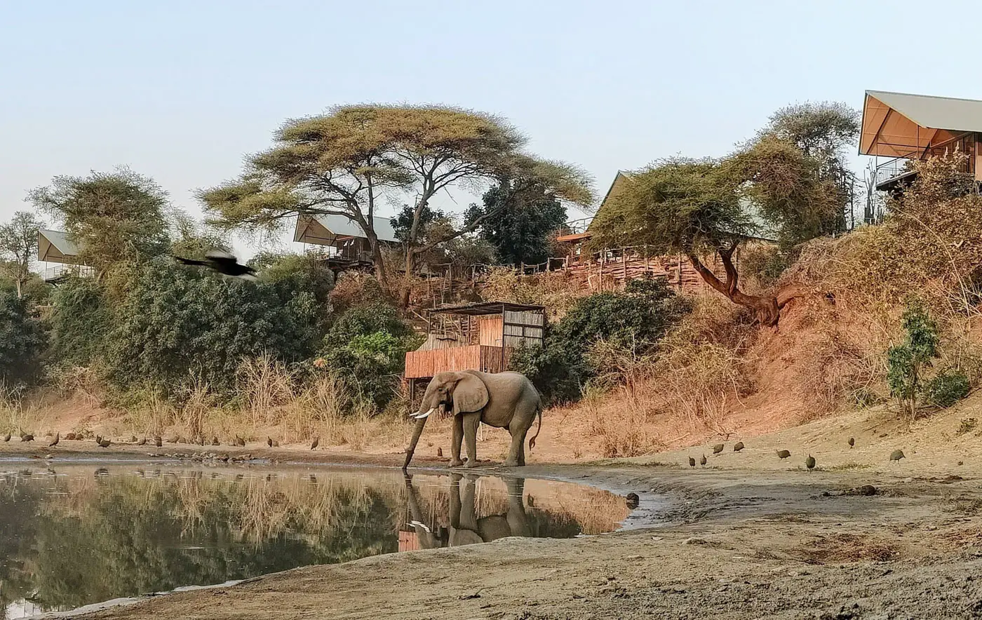 Elephant drinking at waterhole in African safari, lodges in background, photo safari experience.