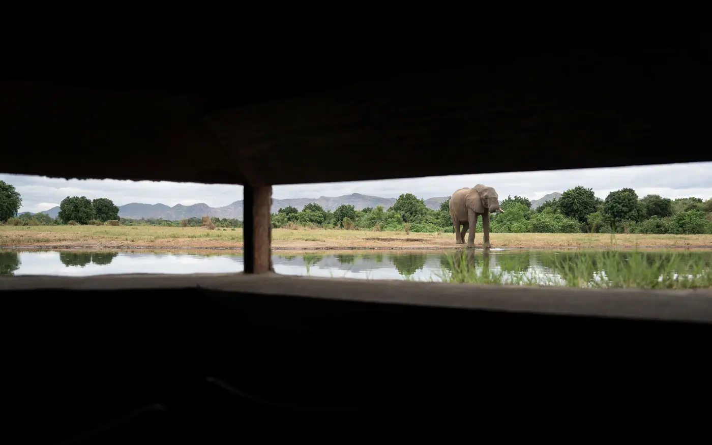 Elephant at watering hole, seen on African photo safari. Wildlife viewing.