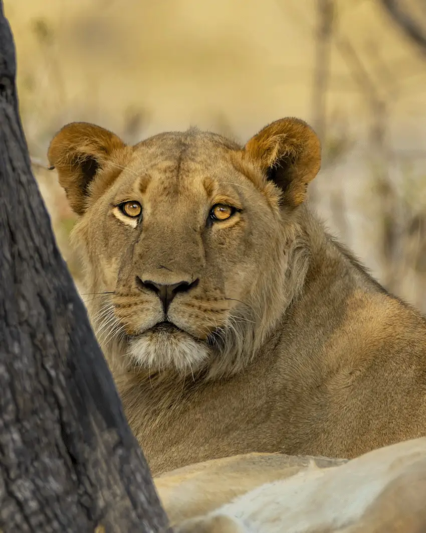 Juvenile Lion portrait on African safari with Photo Safari Company. Photo safari wildlife with golden eyes. Image by Nick Wigmore Photography