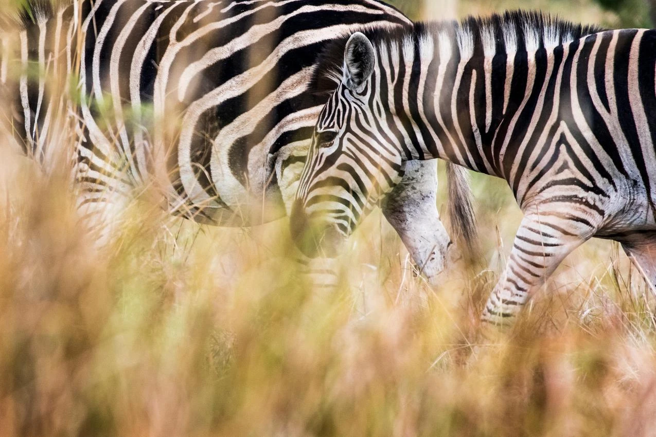 Zebras grazing in tall grass on an African photo safari.