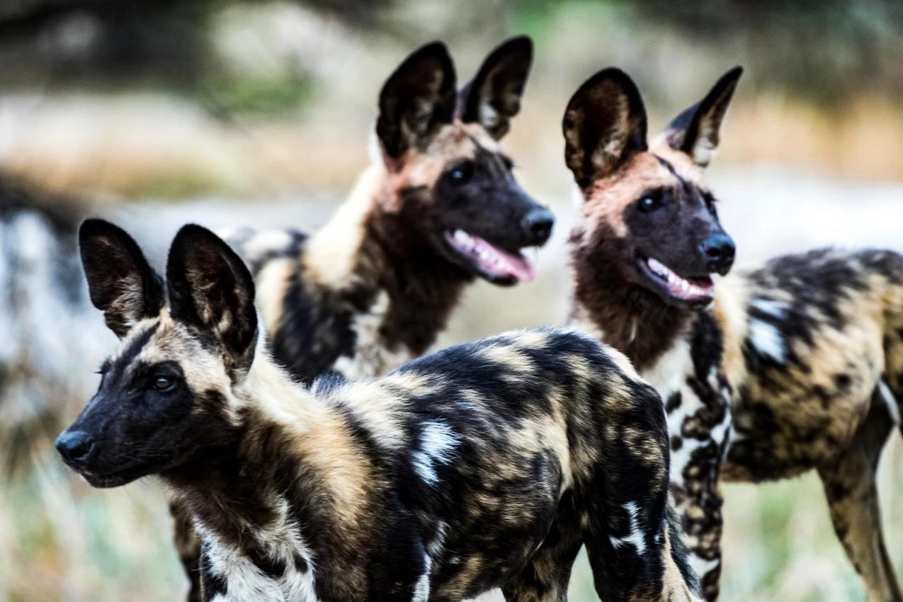African wild dogs on safari. Painted wolves in a photo safari. African safari.