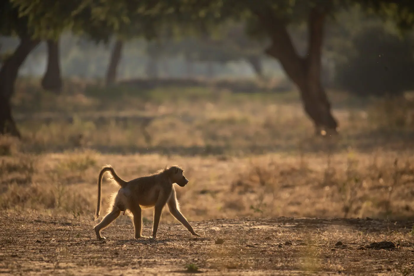 Baboon walking in golden light on an African safari. Photo safari wildlife.