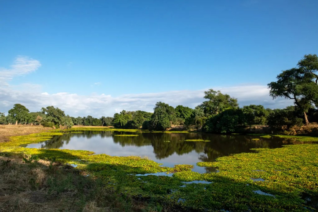 African safari photo: Lush pond reflects trees under a blue sky.