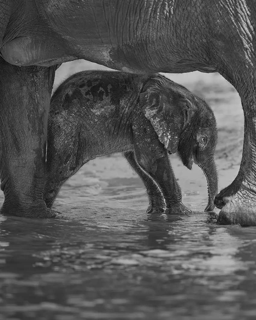 Baby elephant protected by its mother during an African photo safari in the water, Chobe Botswana. Image by Nick Wigmore - Photo Safari Company. Copyright Protected