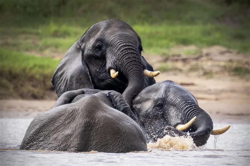 Elephants play in water. South Luangwa photo safari, African safari.