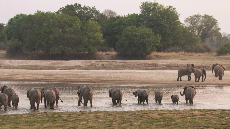 Elephants cross a river in South Luangwa. African safari photo safari.