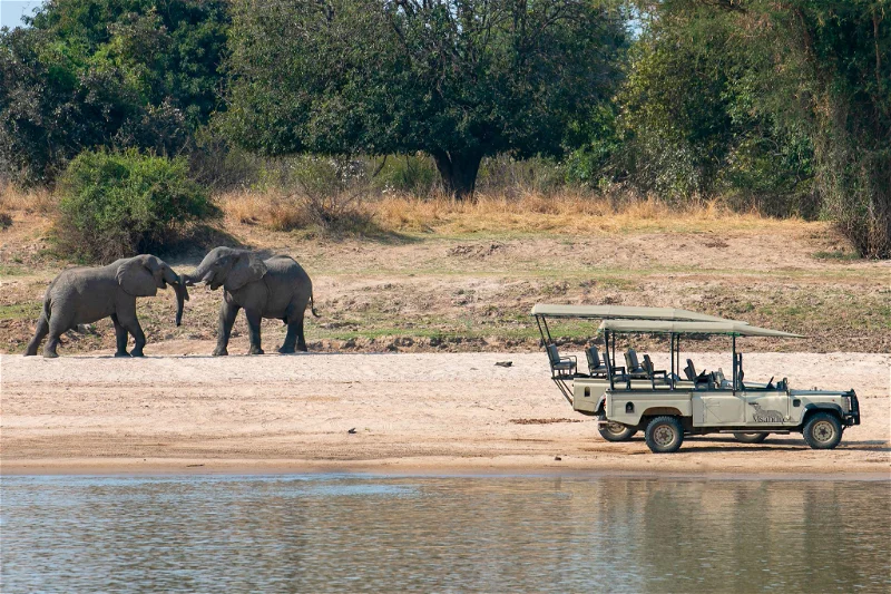 Two elephants near a safari vehicle on the South Luangwa photo safari. African safari.