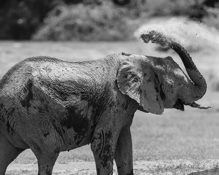 African elephant throwing dust on its back in South Luangwa on an Africa photo safari. Image by Nick Wigmore - Photo Safari Company. Copyright