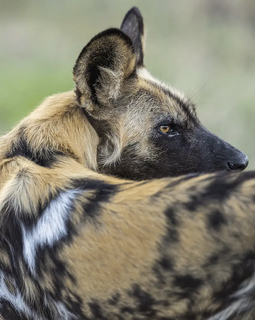 African wild dog portrait, Mana Pools photo safari. Distinctive patterned fur and alert expression. Image by Nick Wigmore - Photo Safari Company