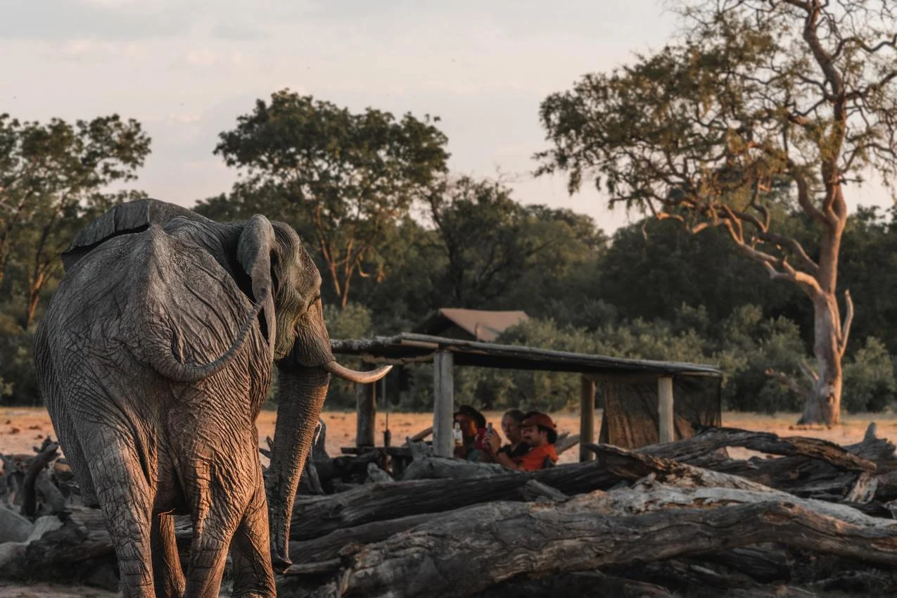 Large elephant near a photo safari group in Africa. African safari wildlife encounter.