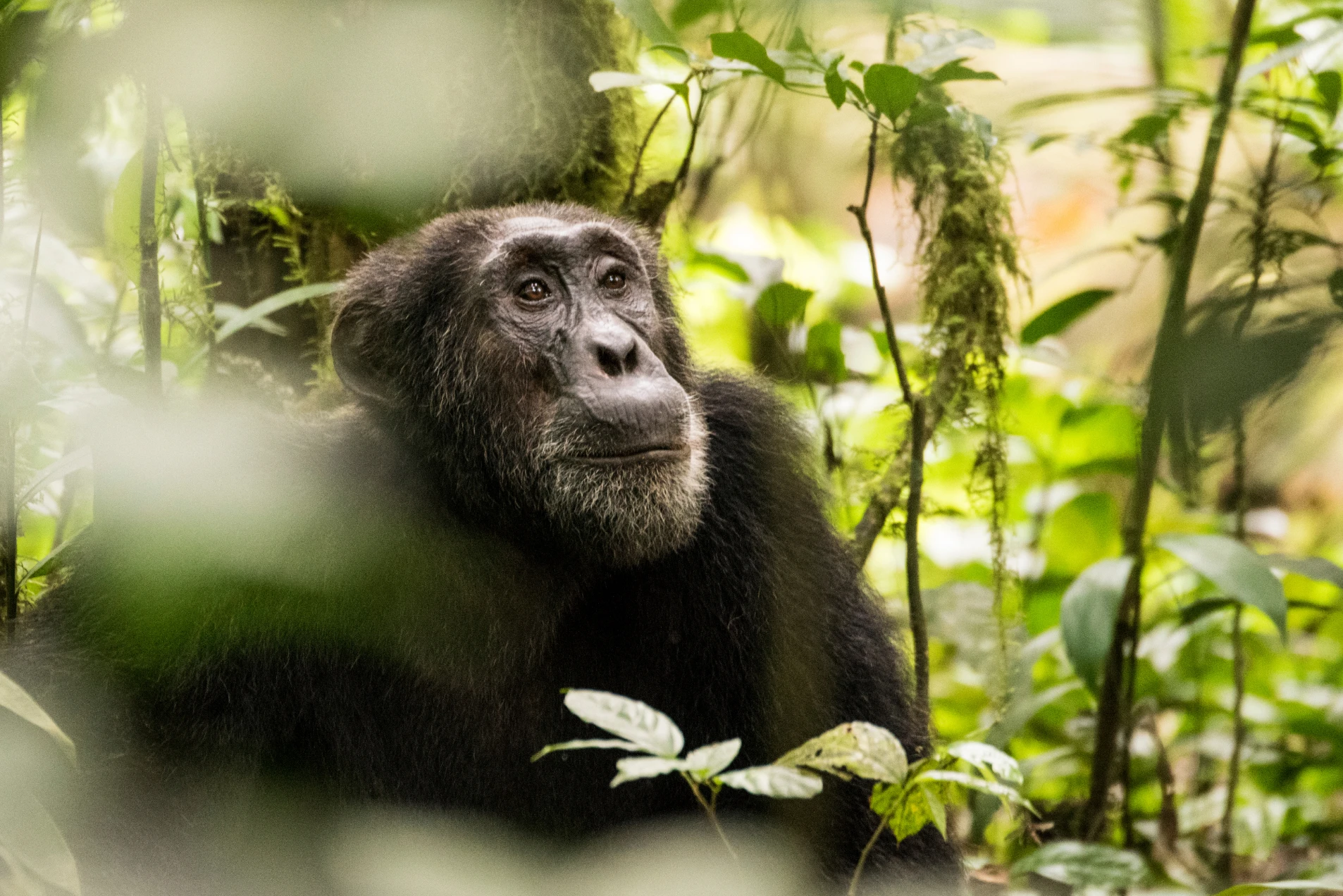 Chimpanzee portrait in the Ugandan forest during an african photo safari.