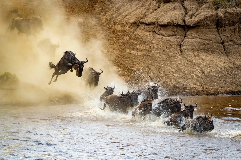 Wildebeest migration: PJ Hicks' African safari photo shows wildebeest leaping into a river during their annual photo safari.