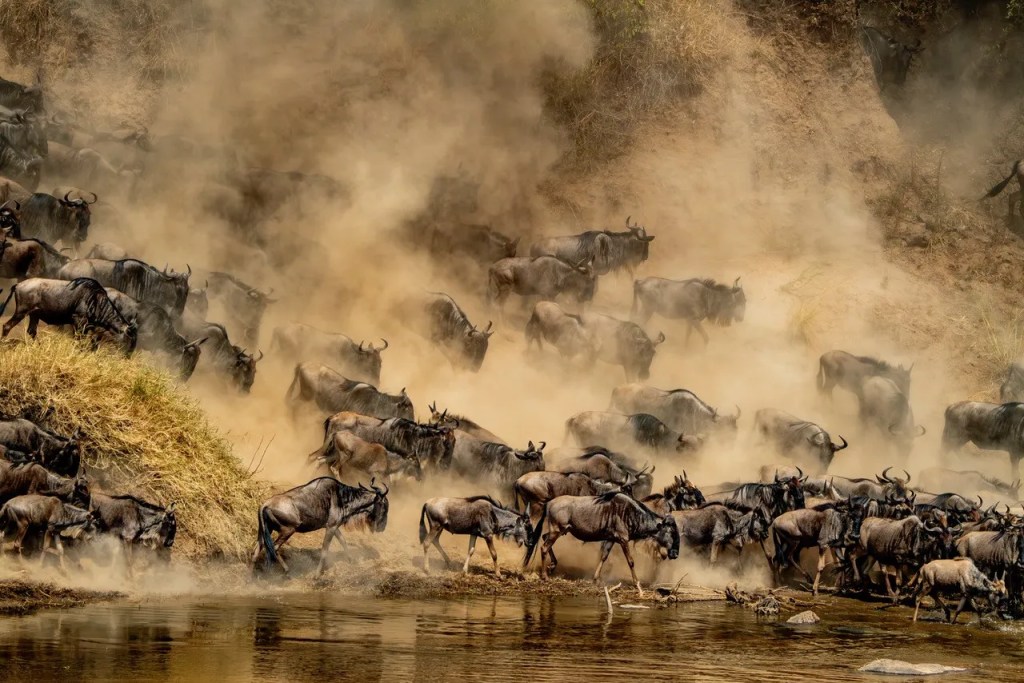 African safari photo: Wildebeest migration crossing a river, dust rising. PJ Hicks.