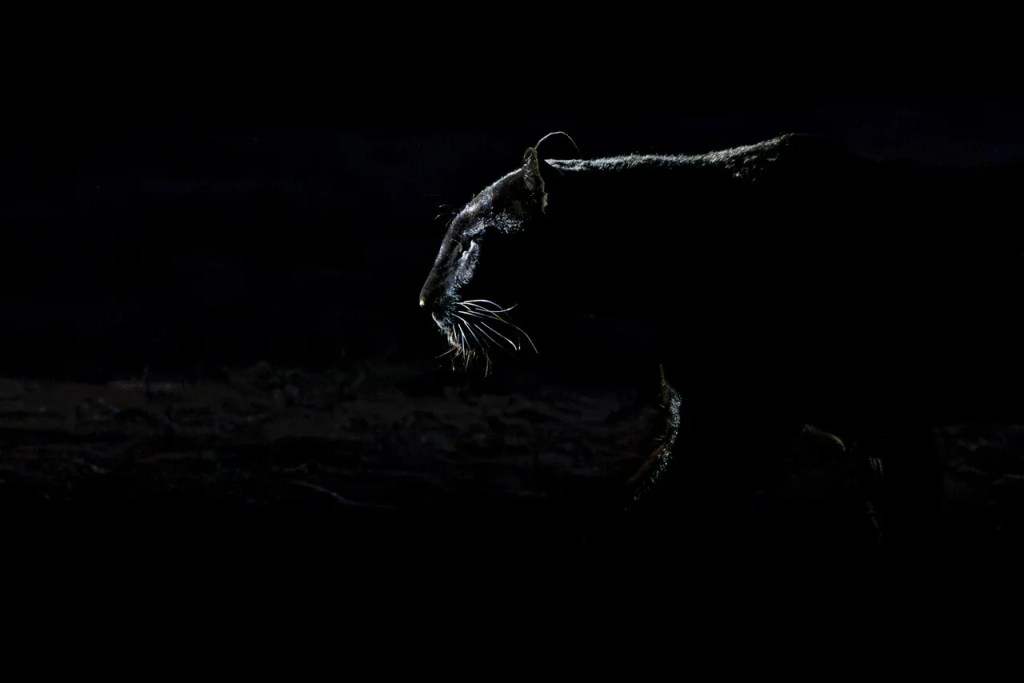 Black leopard on African photo safari, by PJ Hicks, professional photographer.