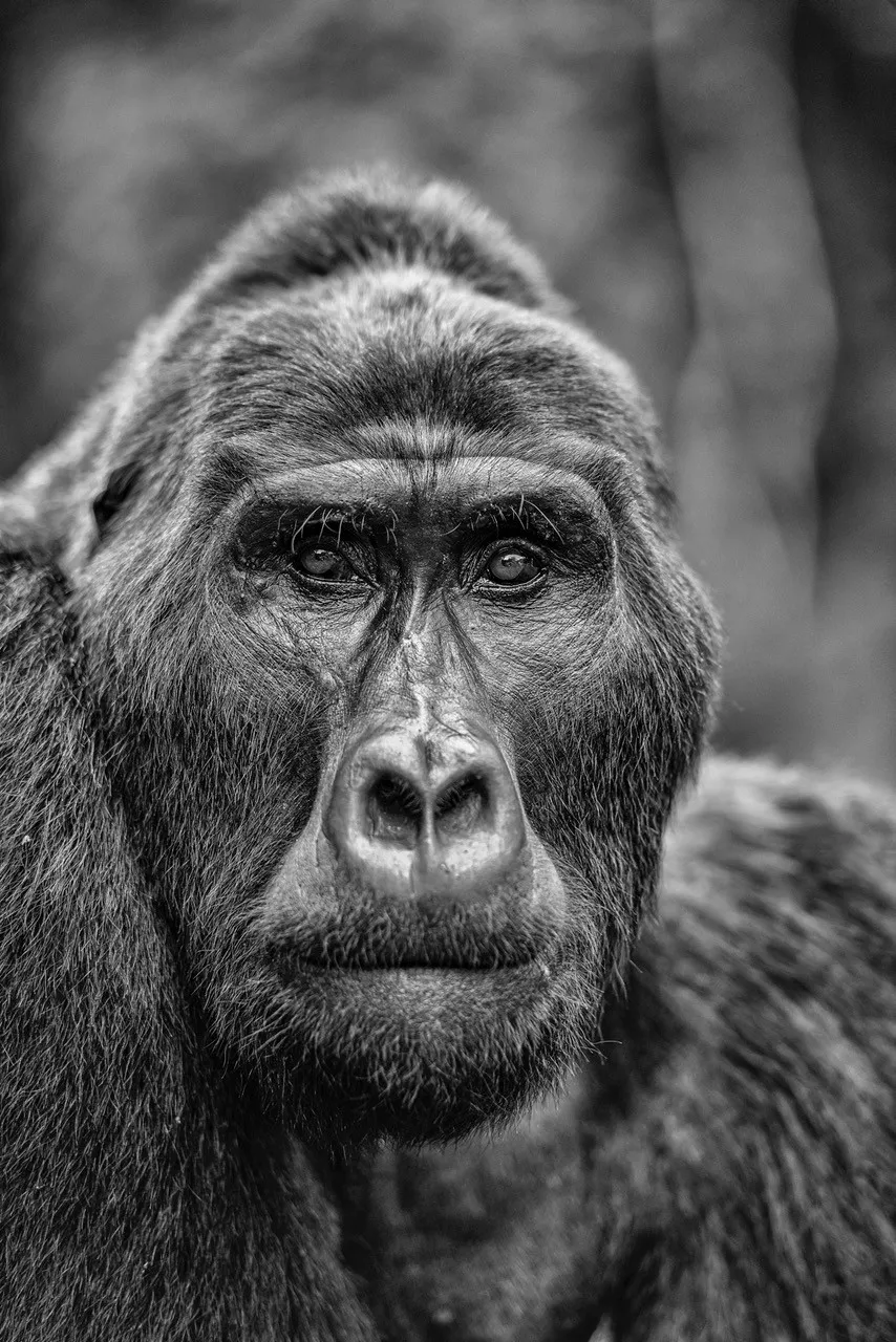 Powerful gorilla portrait, African safari photo by PJ Hicks.