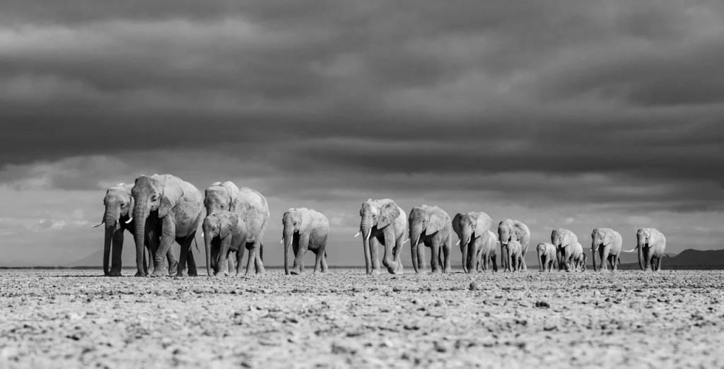 African safari: Elephants walking across the savannah under stormy skies. PJ Hicks Photo Safari.