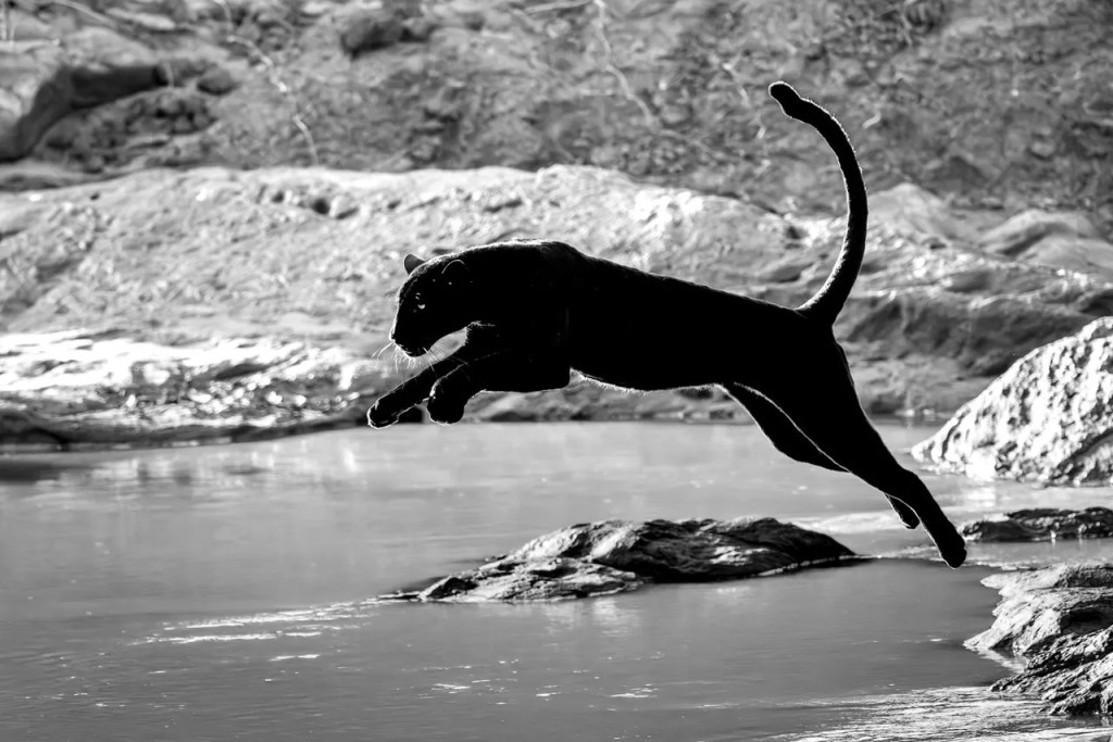 Black panther leaping across water in an African safari, photo by PJ Hicks, professional photographer.