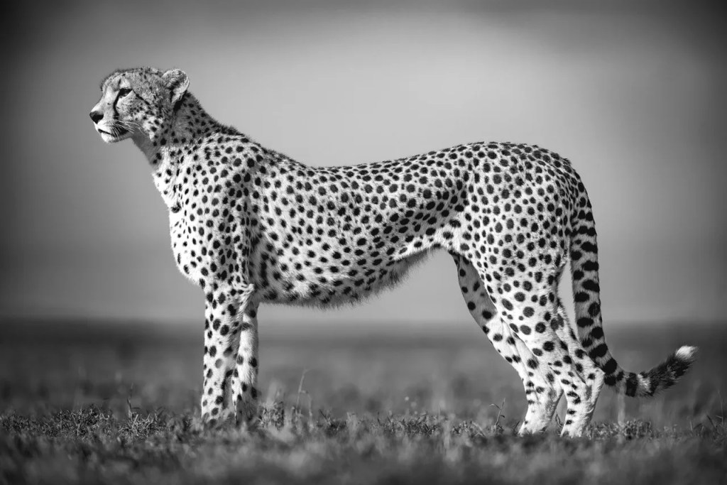 Cheetah on African safari, photo safari by PJ Hicks, professional photographer.